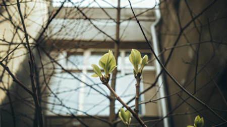 Tender green leaves emerge from branches against a blurred urban backdrop.  A symbol of spring's arrival.の写真素材