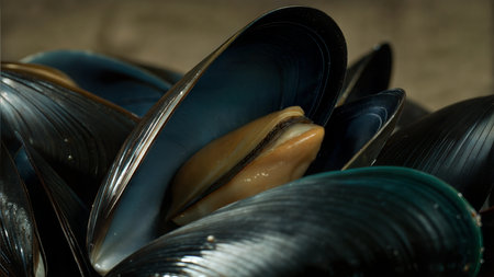 A detailed close-up shot of fresh mussels, highlighting their texture and color.  The image shows several mussels with their shells slightly open.の写真素材