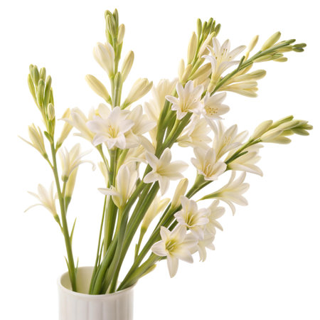 Close-up of a bouquet of white tuberose flowers in a simple white vase against a black background.の写真素材