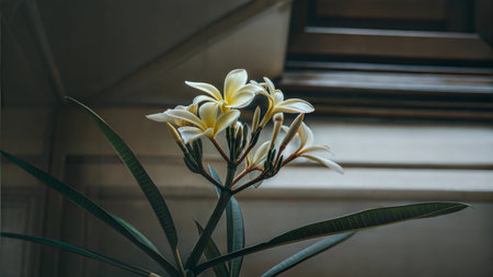 Close-up of a plumeria plant with several delicate, light yellow flowers. Soft, natural light enhances the beauty of the blossoms.の写真素材