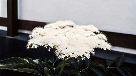 A detailed close-up shot of a cluster of small, white flowers with vibrant yellow centers, set against a blurred background.の写真素材