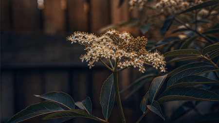 Close-up of white flowers with yellow centers on a dark green plant against a blurred background. Ai generatedの素材