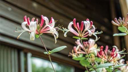 A detailed close-up shot of vibrant honeysuckle flowers, showcasing their delicate petals and intricate details against a blurred background.の写真素材