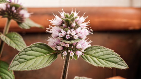 A detailed close-up shot of a Plectranthus flower in bloom, showcasing its delicate pink flowers and vibrant green leaves.の写真素材