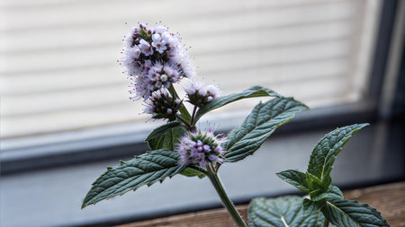 Close-up of a mint plant with vibrant purple flowers in bloom. The image is well-lit and shows details of leaves and flowers.の写真素材