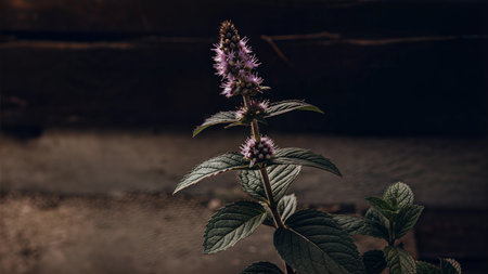 Close-up of a vibrant mint plant in bloom, showcasing its delicate purple flowers and lush green leaves against a dark background.の写真素材