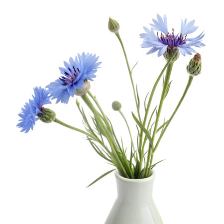A simple bouquet of cornflowers in a small vase, isolated on black background.の写真素材