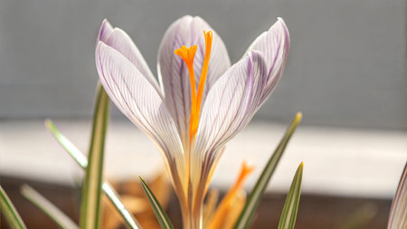A detailed close-up shot of a crocus flower, showcasing its delicate petals and vibrant orange stamen. The image is softly lit, creating a serene atmosphere.の写真素材
