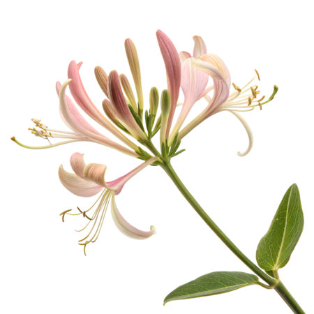 Close-up of a delicate pink honeysuckle flower with its vibrant petals and green leaves, set against a stark black background.の写真素材