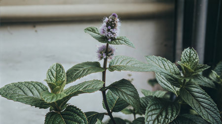 Close-up of a mint plant with its purple flowers in bloom. The focus is on the delicate blossoms and the lush green leaves.の写真素材