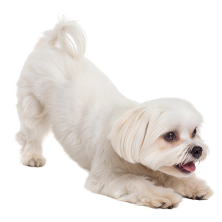 A fluffy white Maltese dog playfully bows down, showcasing its adorable features and playful nature.の写真素材