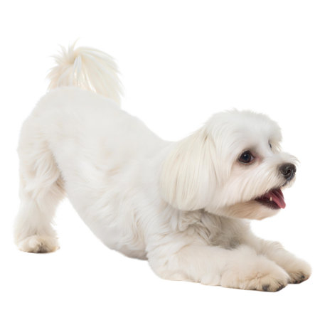 A fluffy white Maltese dog playfully bows down, showcasing its thick, white fur and joyful expression.の写真素材