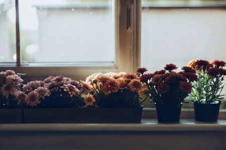 Three pots of flowers sit on a windowsill, bathed in soft light. The flowers are various shades of orange and pink.の写真素材
