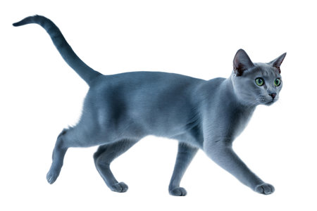 A beautiful gray cat walks gracefully against a black background. The cat's fur is sleek and its eyes are bright green.の写真素材