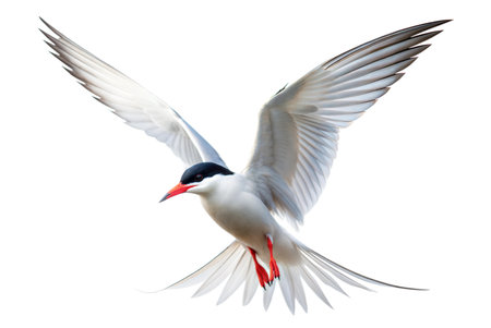 A majestic Arctic Tern soars through the air, wings outstretched against a black background.