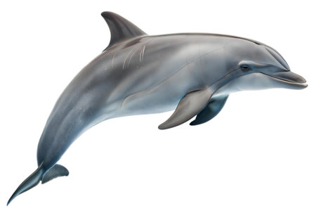 A dolphin leaps out of the water, showcasing its sleek body and powerful movements against a black background.の写真素材