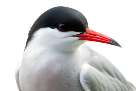 A detailed close-up of an Incisor-billed Tern, showcasing its distinctive features:  black cap, red bill, and white plumage.の写真素材