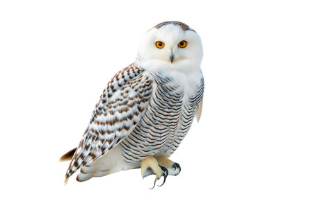 A stunning snowy owl with striking yellow eyes and intricate feather details is perched against a pure black backdrop.の写真素材