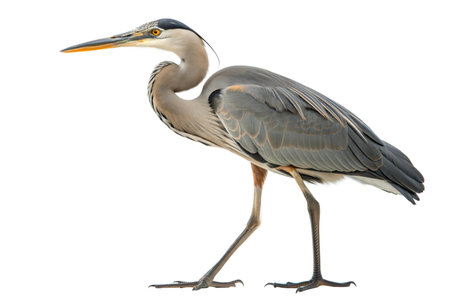 A great blue heron isolated on a black background.  The bird is walking and is in profile view.の写真素材
