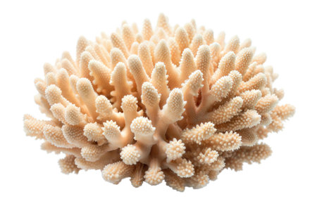 A detailed close-up image of a small, light beige coral specimen, isolated on a black background.の写真素材