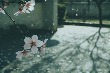 Pink cherry blossoms on a branch with petals falling in the background. The image has a calm and serene atmosphere.の写真素材