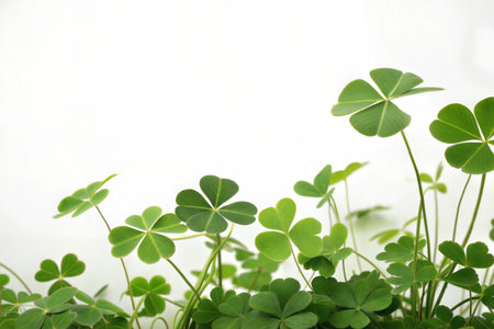 Close-up of vibrant green clover leaves against a white backdrop.  Perfect for spring or St....