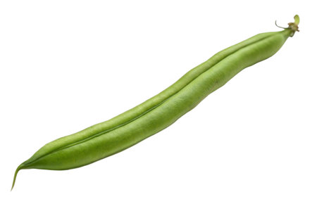A single, fresh green bean isolated on a black background.  Vibrant green color and smooth texture.