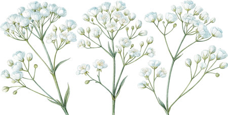Watercolor painting of delicate white gypsophila flowers, perfect for wedding invitations or floral designs.のイラスト素材