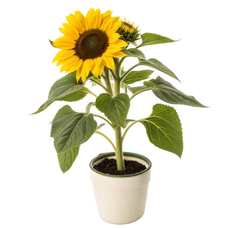 A young sunflower plant in a pot, with one large bloom and a smaller bud.の写真素材