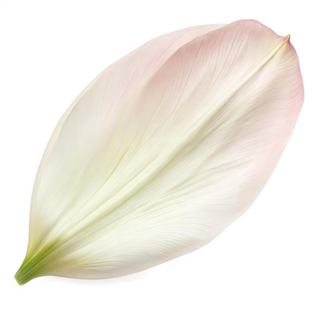 Close-up of a single, pale pink and white lily petal, showcasing its delicate texture and veins.  Isolated on black background.の写真素材