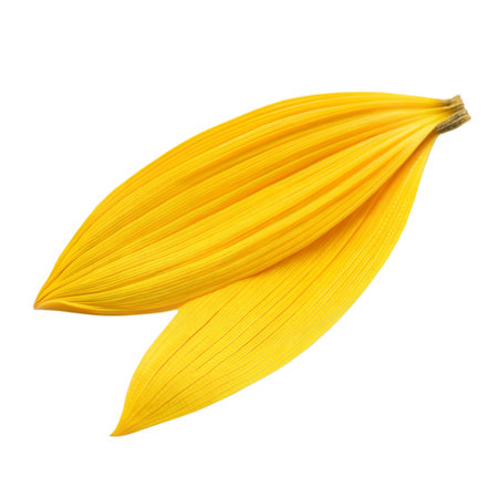 Close-up of two vibrant yellow sunflower petals isolated on a black background, showcasing their texture and detail.の写真素材
