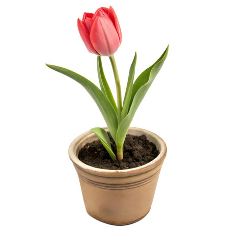 A single red tulip in a terracotta pot, against a black background. The tulip is in full bloom and is surrounded by its green leaves.の写真素材