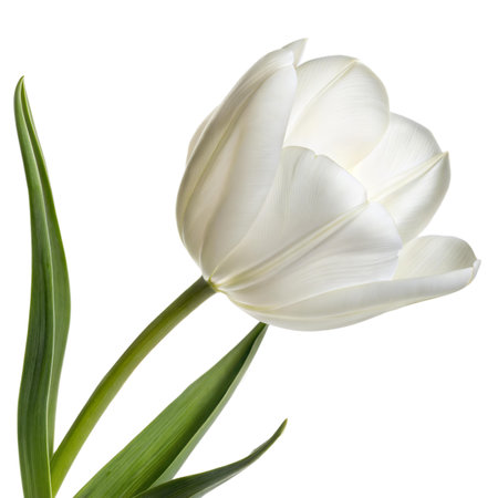 Close-up of a single white tulip flower isolated on a black background.  The image showcases the delicate petals and green leaves.の写真素材
