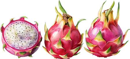 Three dragon fruits, one sliced in half, depicted in a watercolor style. Vibrant colors and detail.のイラスト素材