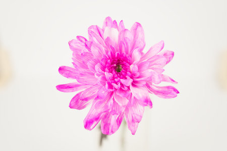 A close-up shot of a vibrant pink chrysanthemum flower with a white background. The flower's petals are layered and textured, creating a beautiful floral display.の写真素材