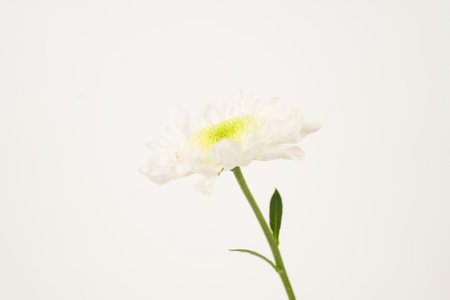 A single white chrysanthemum with a green center and stem is isolated against a clean, white background.の写真素材
