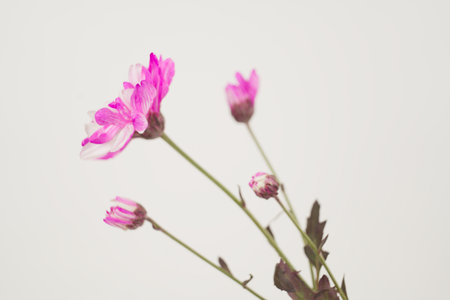 A close-up shot of a pink and white chrysanthemum flower with buds against a white background. The flower is in focus, with a soft, diffused light.の写真素材