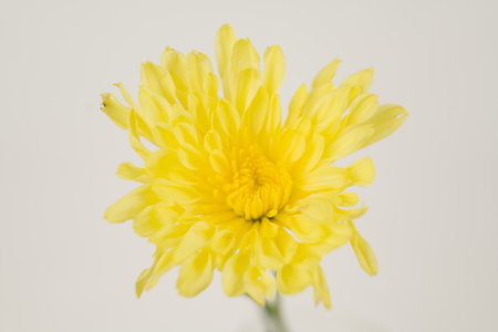 A close-up shot of a vibrant yellow chrysanthemum flower against a clean white background, showcasing its intricate petal arrangement.の写真素材