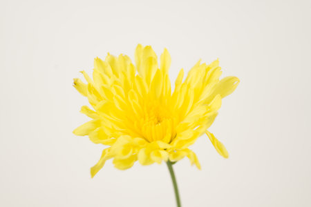 A single yellow chrysanthemum flower with a green stem is isolated against a clean, white background. The flower is in full bloom.の写真素材