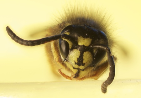 Smiling Waspの写真素材