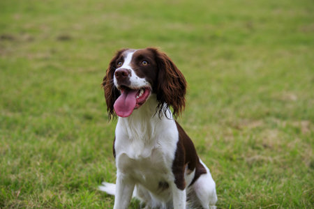 Springer Spaniel sitting