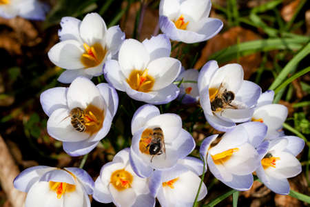 Bees collecting pollen from Crocus in springの写真素材