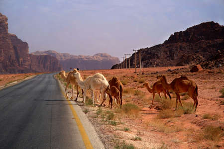 Camels joining a desert road in Wadi Rum, Jordanの写真素材