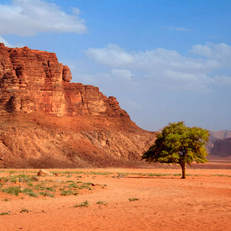 Tree in the desertの写真素材