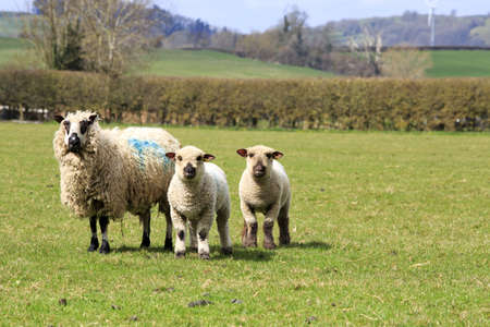 Rare breed sheep and lambs in the English countrysideの写真素材