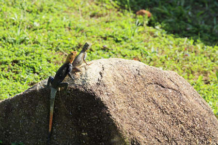 Colorful pair of agama lizards on a rock in Ghanaの写真素材