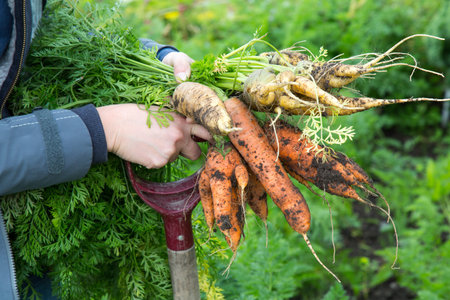 Close up of odd shaped orange and yellow carrots and a fork at the allotment