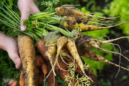 A handful of odd shaped orange and yellow carrots at the allotmentの写真素材