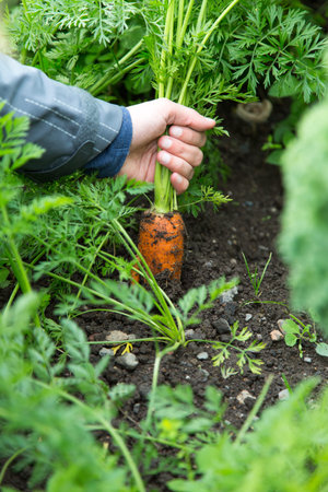 Pulling a carrot out of the ground at the allotment