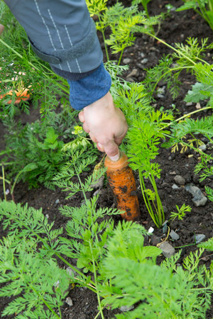 Woman pulling a carrot out of the ground at the allotment